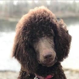 Poodle All Grown Up from Genesis Poodles
