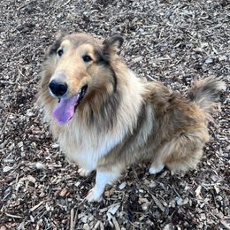 Jack - Collie