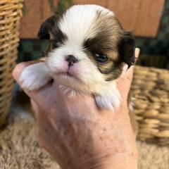 Boy 2 - Sable and white male Japanese Chin puppy in Sandstone, Minnesota from Peaceful Garden Cavaliers