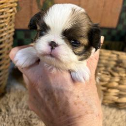 Boy 2 - Sable and white male Japanese Chin puppy in Sandstone, Minnesota from Peaceful Garden Cavaliers