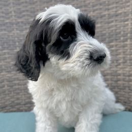 Polly, Lavender collar - female Golden Mountain Doodle puppy in Twin Falls, Idaho from Magic Valley Family Doodles