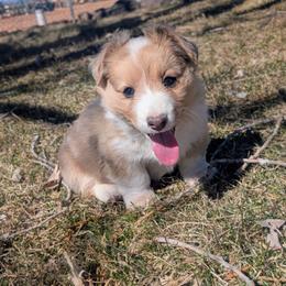 Patrick - Red merle and white male Cardigan Welsh Corgi puppy in Hotchkiss, Colorado from Bell S Ranch