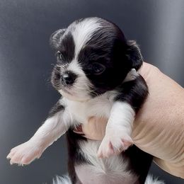 Dancer - Black and white female Chihuahua puppy in Simpsonville, South Carolina from N&T's Chihuahuas