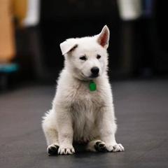 Berger Blanc Suisses from Side by Side