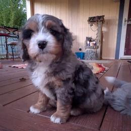 Fiesta ultra - Merle male Bernedoodle puppy in Placerville, California from Quartz Mountain Doodles