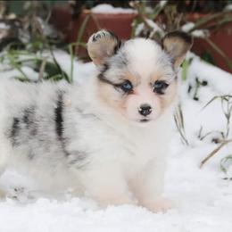 American Corgi Puppies from Diamond Corgis