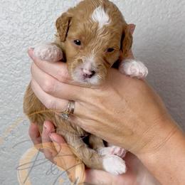 Olive - Apricot female Goldendoodle puppy in Murrieta, California from Apricot Poodles & Goldendoodles, LLC