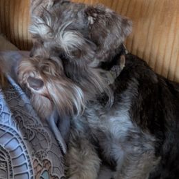 Mable - Miniature Schnauzer