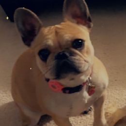 Chanel Love - French Bulldog