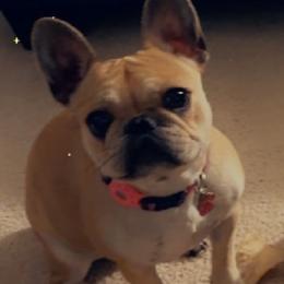 Chanel Love - French Bulldog