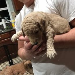 Goldendoodle Puppies from Da Ruba Doodles