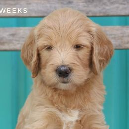 Jan - Goldendoodle puppy in Travelers Rest, South Carolina from Austin Doodle Ranch
