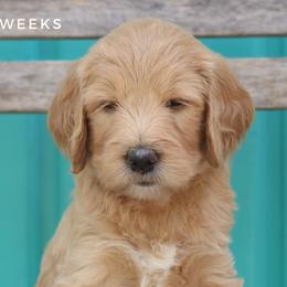 Jan - Goldendoodle puppy in Travelers Rest, South Carolina from Austin Doodle Ranch