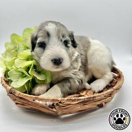 Bernedoodle and Sheepadoodle Puppies from Four Front Doodles LLC.