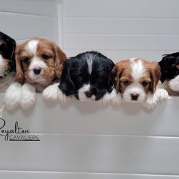 Cavalier King Charles Spaniel Puppies from Royalton Cavaliers