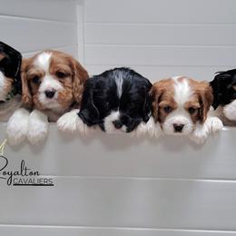 Cavalier King Charles Spaniel Puppies from Royalton Cavaliers