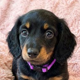 Lexi - Black and tan female Dachshund puppy in Austin, Texas from Glorious Minis