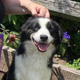 Chance - Miniature American Shepherd