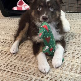Aussiedoodle and Miniature Australian Shepherd Puppies from Aussies Acre