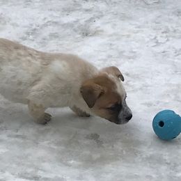 Australian Cattle Dog Puppies from RnB Cattle Dogs