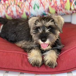 Miniature Schnauzers from Schnauzeriffic