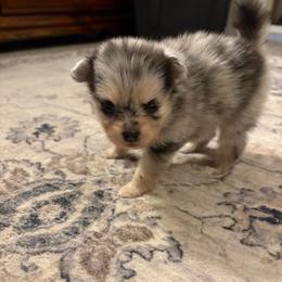 Oreo - Black and tan female Pomeranian puppy in Texas from Tiny Tornado Poms