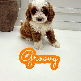 Groovy - Red male Cavapoo puppy in Buford, Georgia from Petite Posh Puppies