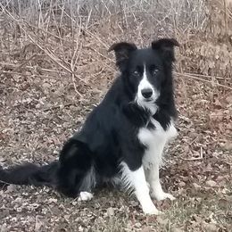 Border Collies from Dhumoor Border Collies