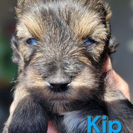 Miniature Schnauzer Puppies from Schnauzer Snobs