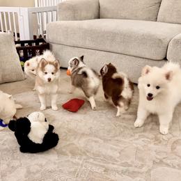 Pomsky Puppies from Blue Heaven Pomsky
