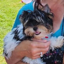 Leo - Black tan and white Biewer Terrier puppy in Jamesville, New York from Mark Carfagno's Pups