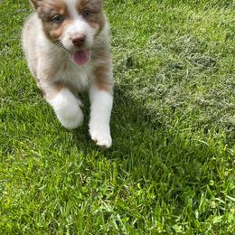 Australian Shepherd Puppies from Quiet Cove Kennels