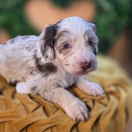 Otis - Merle male Goldendoodle puppy in Decatur, Tennessee from Diamond's Doodles
