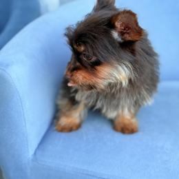 Marcos - Chocolate and tan male Yorkshire Terrier puppy in Cape Coral, Florida from Katherine’s Yorkies and Poodles