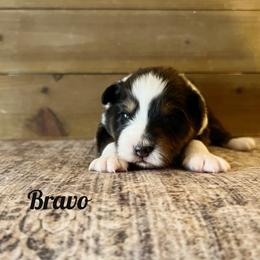 Bravo - Black tri-color male Australian Shepherd puppy in Kearney, Nebraska from Helix Aussies