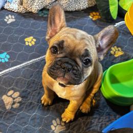 Cecilia - Fawn female French Bulldog puppy in Neenah, Wisconsin from Mimosa Acres French Bulldogs LLC