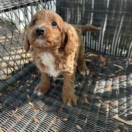Willy - Red male Cavapoo puppy in Mint Hill, North Carolina from DoodleForever