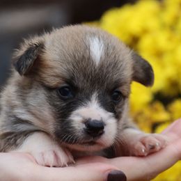 Guppy - Red female Pembroke Welsh Corgi puppy in Pollock, Missouri from Northstar