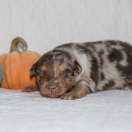 David Bowie - Red merle male Australian Shepherd puppy in Bristol, New Hampshire from NewFound Lake Aussies