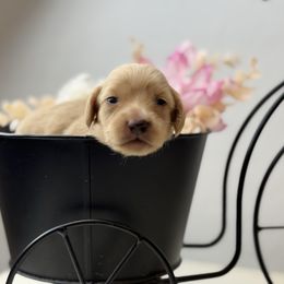 Mina - Cream female Dachshund puppy in Goodyear, Arizona from D&C Royal Dachshunds
