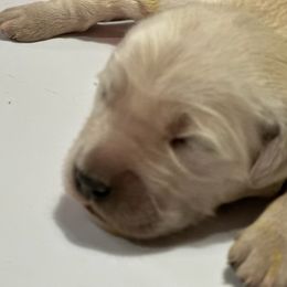 Jasmine - Light golden Golden Retriever puppy in Selah, Washington from Porter's Puppies