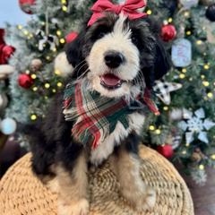Maple - female Australian Mountain Doodle puppy in Taylors, South Carolina from Aspen Mountain Doodles LLC
