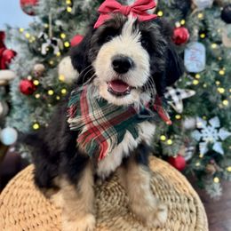 Maple - female Australian Mountain Doodle puppy in Taylors, South Carolina from Aspen Mountain Doodles LLC