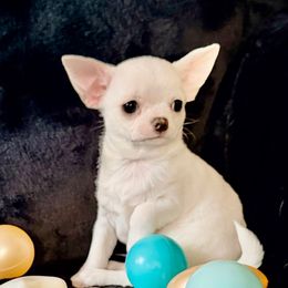Paco - White male Chihuahua puppy in Allentown, Pennsylvania from Tsunami Cockers & Chihuahuas