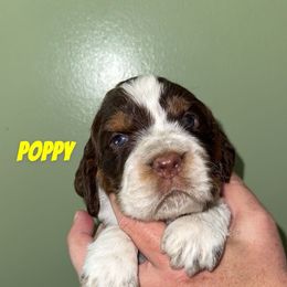 Poppy - Liver white and tan female English Springer Spaniel puppy in Williston, Florida from Parks Paradise Springers