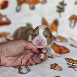 Antonio - Red merle and white male American Corgi puppy in Tallahassee, Florida from Koko's Korgis