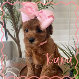 Girl 1 - Red female Cavapoo puppy in West Jordan, Utah from Ruby's Cavapoos