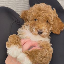 Mr Mustache Boy - Red  male Goldendoodle puppy in Mayfield, Utah from Ruff Country Doodles
