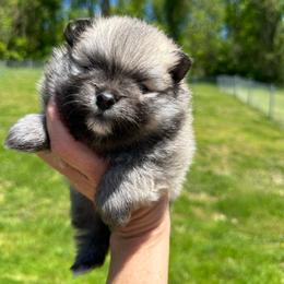 Milo - Cream sable male Pomeranian puppy in Uniontown, Pennsylvania from Oh So Sassy Poms