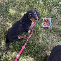 Dachshund All Grown Up from Mason Dixon Doxies